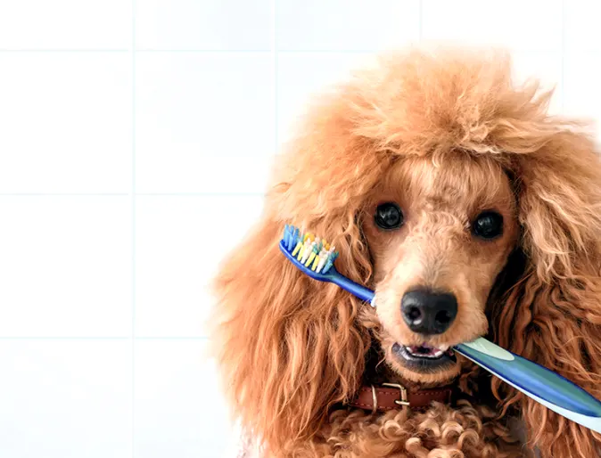 A dog holding a toothbrush in its mouth